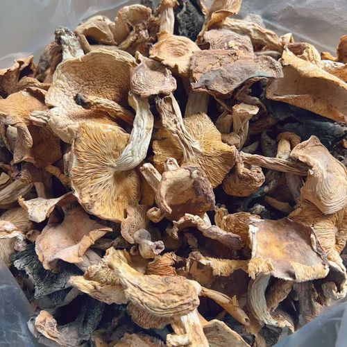 山野珍馐，一口尝鲜 贵州正宗野生干蘑菇，500g好货直发